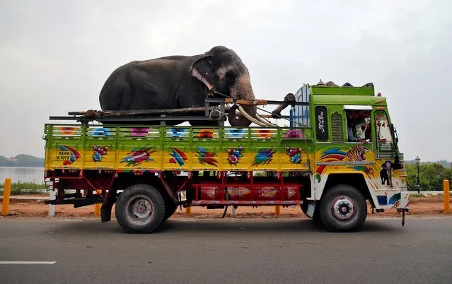 A male elephant named Mahadevan is tied in a truck as he is being transported for an annual temple festival in Kochi, India, March 10, 2020. (Photo by Sivaram V/Reuters)
