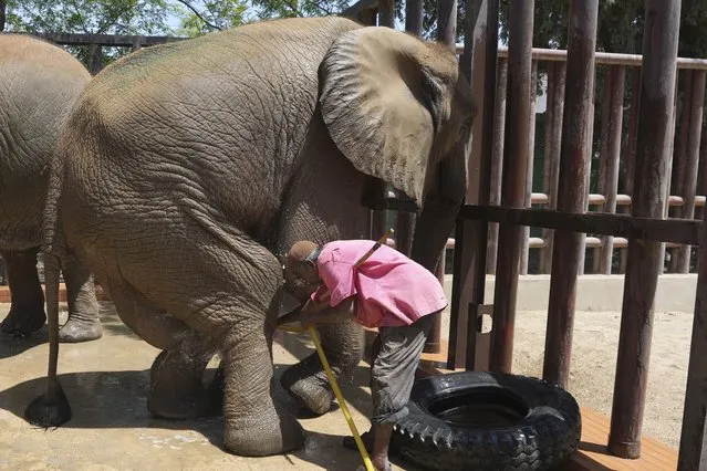 A zookeeper washes an elephant named “Noor Jehan” at Karachi Zoo, in Karachi, Pakistan, Tuesday, April 4, 2023. Foreign vets visited the sickly elephant at the southern Pakistani zoo Tuesday amid widespread concerns over her well-being and living conditions, with one of the veterinarians saying her chances of surviving are unclear. (Photo by Fareed Khan/AP Photo)