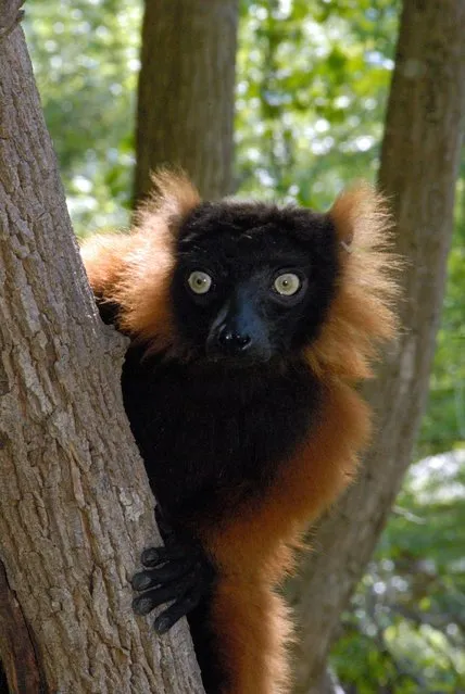 This undated handout photograph made available on November 24, 2015 by Wildlife Reserves Singapore (WRS) shows a red ruffed lemur (Varecia rubra), at an undisclosed location. More than half the world's primates, including apes, lemurs and monkeys, as well as the red ruffed lemur (Varecia rubra), were facing extinction, international experts warned in a report on November 24, with 10 of the 25 most endangered found in Asia. (Photo by AFP Photo/Wildlife Reserves Singapore)