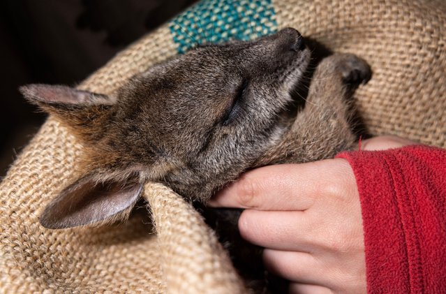 An endangered parma wallaby is held as it comes out of sedation after getting a full health check and a microchip on Peter Pigott’s property at Mount Wilson, in the Blue Mountains, New South Wales, Australia in November 2025. (Photo by Jessica Hromas/AAP)