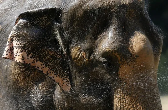 A zookeeper (not pictured) sprays water to cool down an Indian elephant during a hot summer day at Rio de Janeiro's zoo January 13, 2015. (Photo by Sergio Moraes/Reuters)
