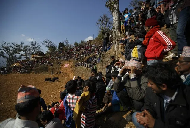 Villagers watch as bulls fight during the Maghesangranti festival at Talukachandani village in Nuwakot district near Kathmandu January 15, 2015. The village organizes the bullfight during the Maghesangranti festival that commemorates the start of the holy month of Magh, ushering in the coming of warmer weather and longer days. (Photo by Navesh Chitrakar/Reuters)