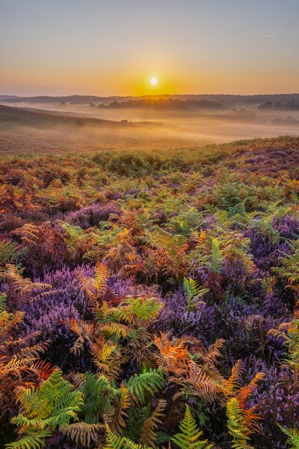 A misty sunrise in the New Forest near Rockford in Hampshire, UK this morning, August 24, 2025. (Photo by Hang Ross/Picture Exclusive)
