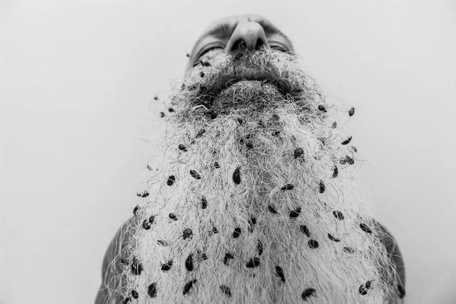 “Manscaping”. A man's beard becomes filled with ladybugs. Location: Los Altos, CA USA. (Photo and caption by Dani Grant/National Geographic Traveler Photo Contest)