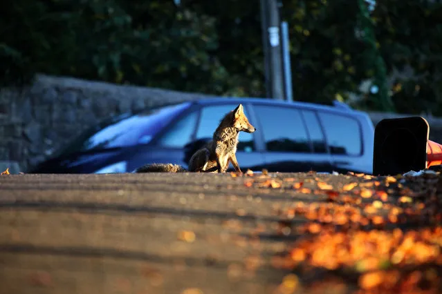 Urban Fox Project by Photographer Ian Wade