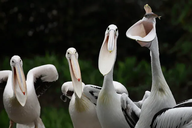 Pelicans are seen during feeding time at the Jurong Bird Park on January 21, 2015 in Singapore. Today, the Jurong Bird Park unveils its latest aviary, Wings of Asia featuring some of Asia's rarest and most endangered birds. (Photo by Suhaimi Abdullah/Getty Images)
