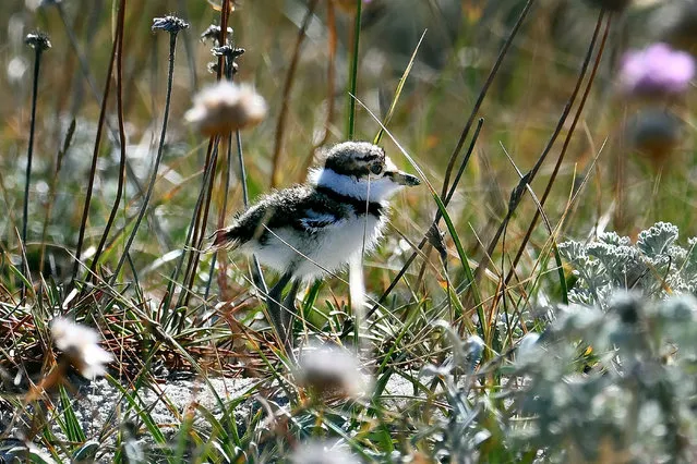 A killdeer (Charadrius vociferus) chick on sand dunes in Pacific Grove, California, US on June 21, 2023. The killdeer gets its name from its shrill, loud call. (Photo by Rory Merry/ZUMA Press Wire/Rex Features/Shutterstock)