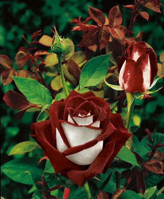 Osiria Rose