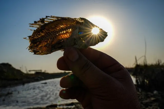 A man shows the skeleton of a fish at a dry marsh in Chibayish, Iraq's southern Dhi Qar province, on July 5, 2023. (Photo by Asaad Niazi/AFP Photo)