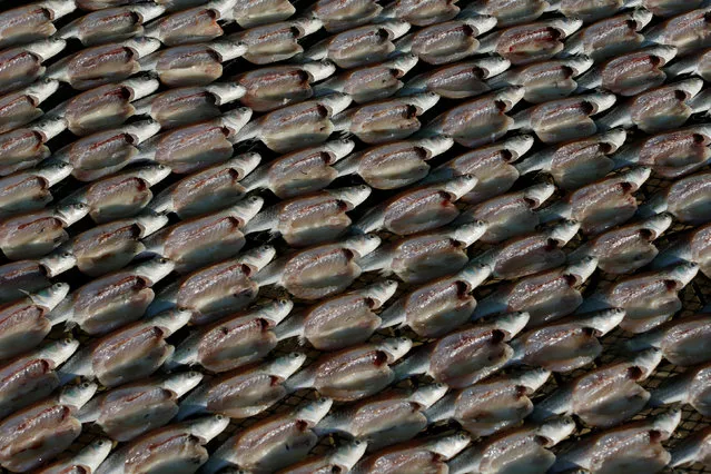 Fish are seen drying at Samut Sakhon port in Thailand November 16, 2016. (Photo by Jorge Silva/Reuters)