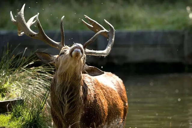 The deers in Bushy Park, London have been enjoying the hot weather and even taking a dip to cool themselves off, on September 6, 2013. (Photo by Caters News Agency)