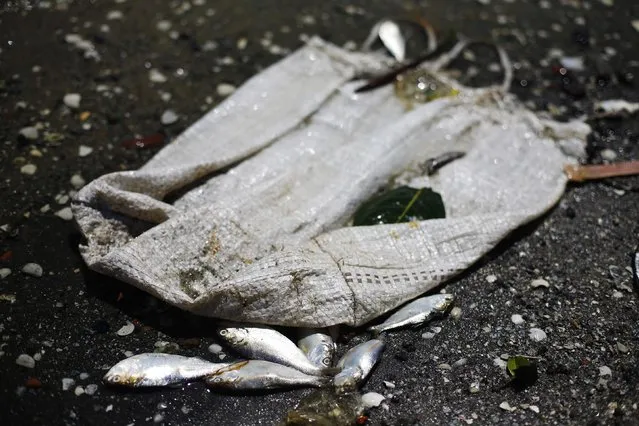 Dead fish are pictured on the banks of the Guanabara Bay in Rio de Janeiro February 24, 2015. (Photo by Ricardo Moraes/Reuters)