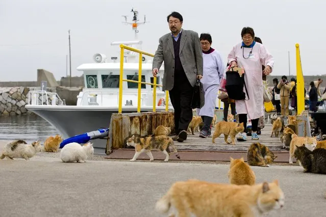Cats surround people as they get off a boat at the harbour on Aoshima Island in Ehime prefecture in southern Japan February 25, 2015. An army of cats rules the remote island in southern Japan, curling up in abandoned houses or strutting about in a fishing village that is overrun with felines outnumbering humans six to one. Picture taken February 25, 2015. REUTERS/Thomas Peter 