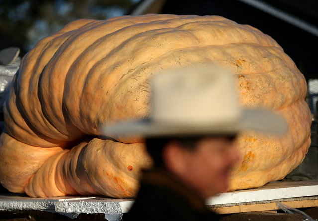 A giant pumpkin grown by Gary Miller of Napa, California sits in the bed of a truck during the 40th Annual Safeway World Championship Pumpkin Weigh-Off on October 14, 2013 in Half Moon Bay, California. Gary Miller's gigantic pumpkin weighed in at 1,985 pounds to win the 40th Annual Safeway World Championship Pumpkin Weigh-Off. Miller took home a cash prize of $11,910, or $6.00 a pound. (Photo by Justin Sullivan/AFP Photo)