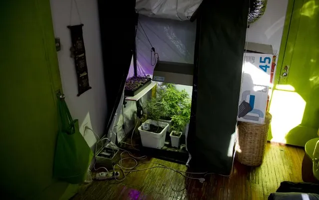 In this March 12, 2015 photo, marijuana grows in a hydroponics garden inside an apartment in Mexico City. Mexico growers say their home-cultivation phenomenon is removed from the grisly narco-wars that have wracked the country. In fact, growing and swapping among themselves, they contend, allows them to avoid supporting the cartels. (Photo by Eduardo Verdugo/AP Photo)