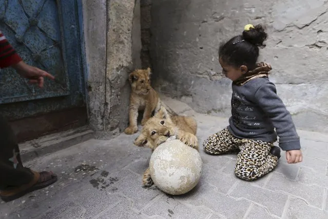 The granddaughter of Palestinian refugee Saad Eldeen Al-Jamal plays with his two African lion cubs outside his house at Al-Shabora refugee camp in Rafah in the southern Gaza Strip March 19, 2015. Al-Jamal has eventually achieved his dream of raising lions at home after acquiring the two cubs, whose parents are believed to have been smuggled into Gaza through a tunnel along the border with Egypt nearly three years ago. (Photo by Ibraheem Abu Mustafa/Reuters)