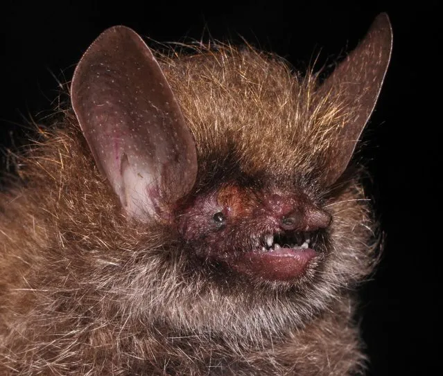 Murina kontumensis, a bat, is pictured in this handout picture received by Reuters on December 18, 2016. (Photo by Nguyen Truong Son/Reuters/WWF)