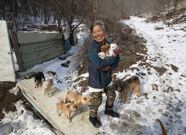 In this Wednesday, January 27, 2016 photo, Jung Myoung Sook, 61, holds her puppies she rescued at a shelter in Asan, South Korea. In the country, where dogs are considered a traditional delicacy and have only recently become popular as pets, Jung's love for her canine friends is viewed by some as odd. (Photo by Lee Jin-man/AP Photo)