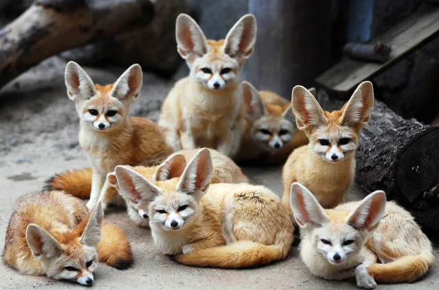 Fennec fox. (Photo by In Cherl Kim)