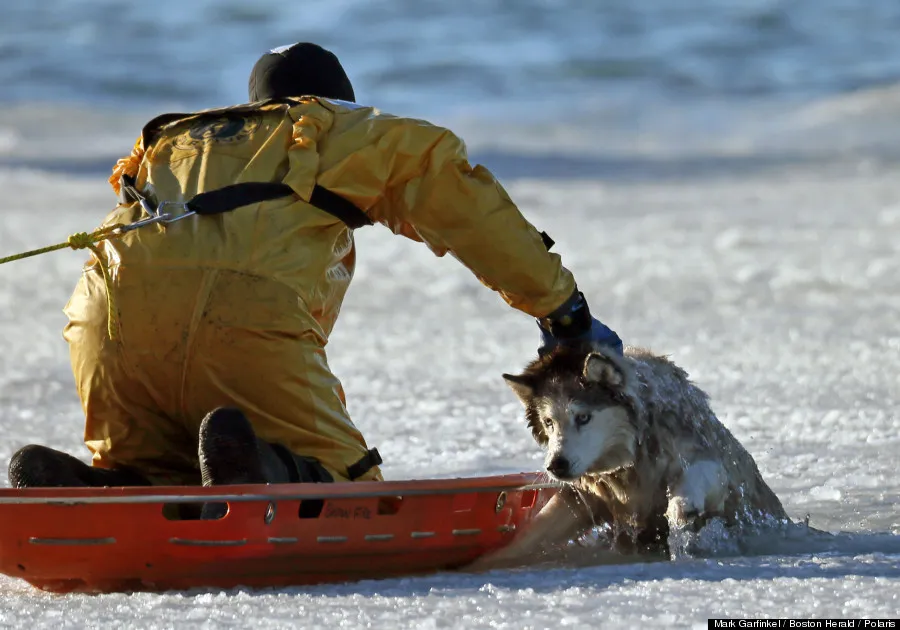 Boston Firefighter Saves Dog From Icy Harbor