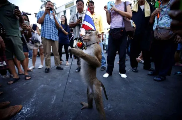 Standing among protesters, a pet monkey grabs a Thai national flag at Democracy Monument in Bangkok, Thailand, on December 8, 2013. (Photo by Vincent Thian/AP Photo)