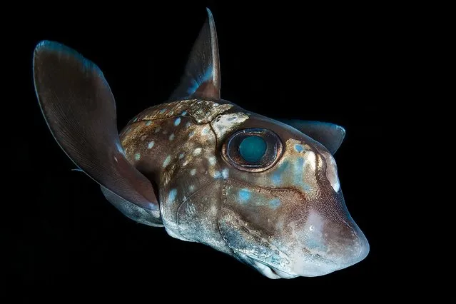 1st Place, Portrait. “Chimaera”, Spotted Ratfish (Hydrolagus colliei) in Hurst Island, Canada. (Photo by Claudio Zori/The Ocean Art 2018 Underwater Photography Competition)