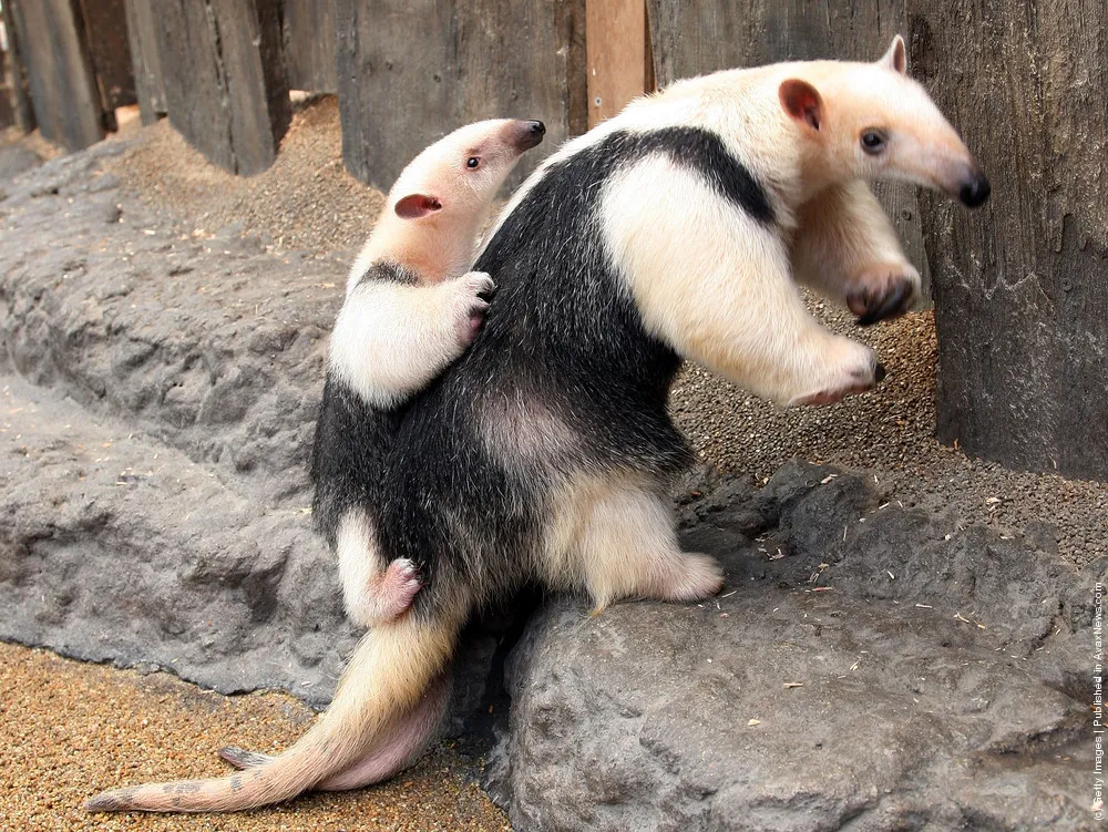 Southern Tamandua Brings Up Her Baby