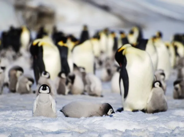 Undated handout photo issued by BAS of Emperor penguins, as some of them are having to struggle up 100ft walls of ice as warmer temperatures force them out of their traditional breeding grounds, a study has shown. (Photo by BAS/DigitalGlobal/PA Wire)