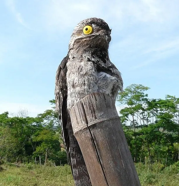 Nightjars And Pooto Bird