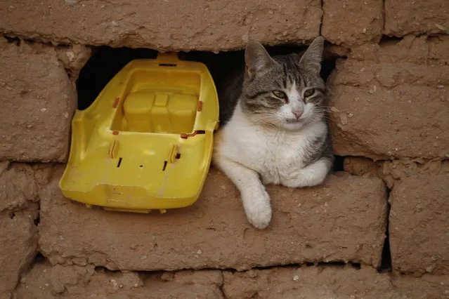 A cat is seen at a window of the mud house in a Sahrawi refugee camp of Al Smara in Tindouf,  southern Algeria March 2, 2016. (Photo by Zohra Bensemra/Reuters)
