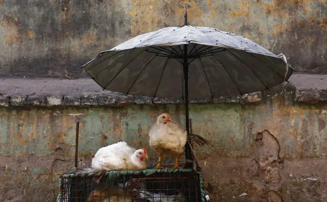 Chickens sit atop a cage at a roadside meat stall in New Delhi, India, March 2, 2016. (Photo by Adnan Abidi/Reuters)