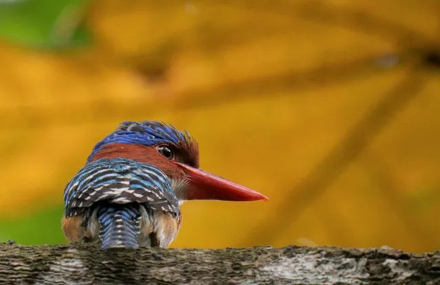 A male Banded Kingfisher are seen on a tree at a jungle on the outskirts of Kuala Lumpur, Malaysia, Friday, October 8, 2021. (Photo by Vincent Thian/AP Photo)