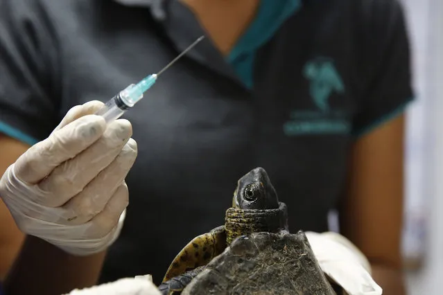 Veterinary doctors carry out a medical and biological assessment of a palm turtle (Rhinoclemmys melanosterna) in the Conservation Park, in Medellin, Colombia, 23 September 2021. More than 100 turtles are subjected in Medellin to medical and biological evaluations by experts from the Conservation Park to determine if they are suitable for release after being rescued from illegal traffic, delivered or born in captivity. (Photo by Luis Eduardo Noriega A./EPA/EFE)