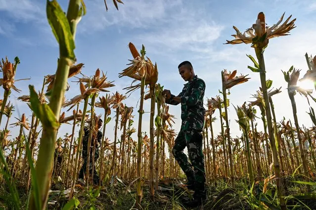 A soldier checks a corn plantation of the Raider 112 infantry battalion base in Japakeh, Indonesia's Aceh province on February 6, 2024. (Photo by Chaideer Mahyuddin/AFP Photo)