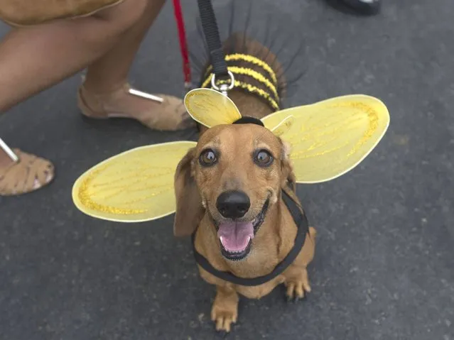 A dog dressed like of a bee is seen during the “Blocao” dog carnival in Rio de Janeiro. (Photo by Silvia Izquierdo/AP Photo)