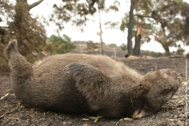 A dead wombat