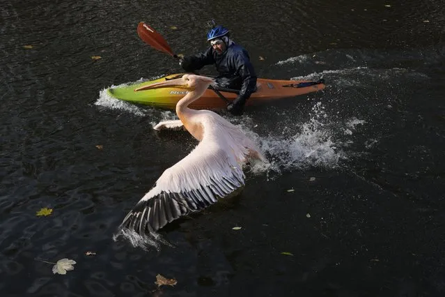 A zoo curator using a kayak tries to catch a pelican in order to move him into its winter enclosure at the zoo in Liberec, Czech Republic, Tuesday, November 16, 2021. (Photo by Petr David Josek/AP Photo)