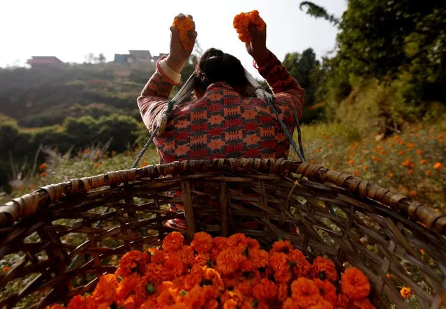 A woman fills her basket with freshly picked marigold flowers, used to make garlands, and offer prayers, before selling them to the market for the Tihar festival, also called Diwali, in Kathmandu, Nepal on November 2, 2021. (Photo by Navesh Chitrakar/Reuters)