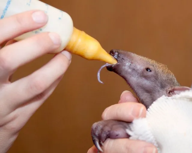 A newborn tamandua baby is alive and doing well at Denver Zoo thanks to the dedication of zookeepers and veterinarians as the baby's mother learns her new role. Southern tamandua Rio gave birth to her first offspring on March 7, 2014. Zookeepers believe the baby is female and named her “Cayenne”. (Photo by Charlotte Bassin/Denver Zoo)