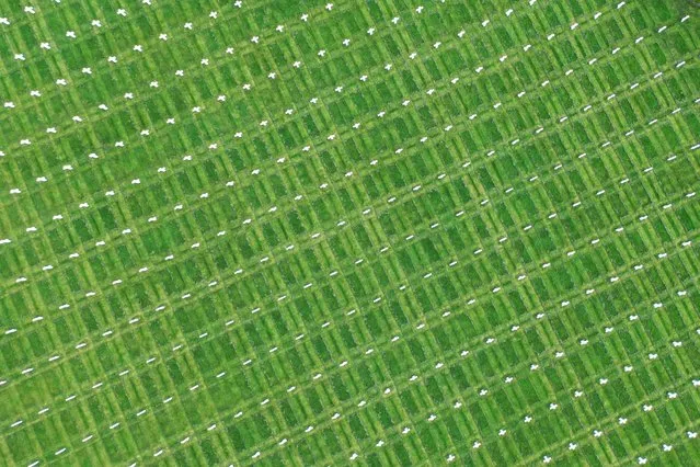 This aerial photograph taken on March 14, 2024, shows a view of the graves at the American Cemetery of Colleville-sur-Mer, northwestern France, during a media tour organised by the American Battle Monuments Commission (ABMC). June 6th, 2024 will mark the 80th anniversary of the Allied D-Day landings on the beaches of Normandy, which many considered to be the beginning of the end of World War II in Europe. (Photo by Lou Benoist/AFP Photo)