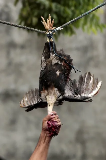 A man attempts to pull off the head of a live rooster while riding a horse during celebrations in honour of San Juan Bautista in San Juan de Oriente town, Nicaragua, June 26, 2015. The rooster runs symbolize the beheading of John the Baptist. (Photo by Oswaldo Rivas/Reuters)