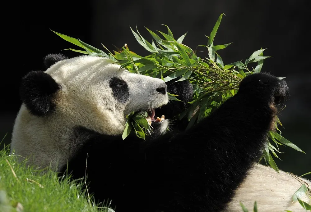 The Week in Pictures: Animals, April 13 – April 18, 2014. Part 1/2