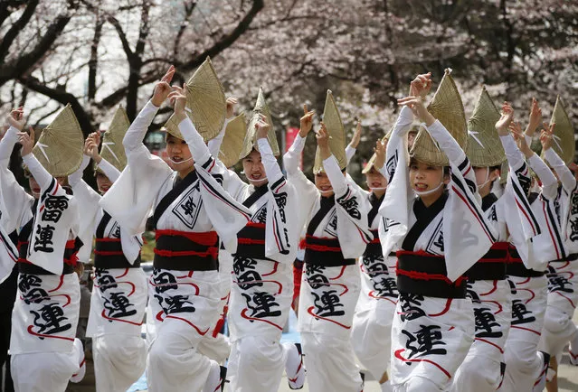 Women in traditional attire perform Japanese traditional dance during Sumida Park Cherry Blossom Festival in Tokyo Sunday, April 2, 2017. Japan's Meteorological Agency on Sunday announced the cherry blossom trees in Tokyo had reached their peak bloom of the season. (Photo by Koji Ueda/AP Photo)