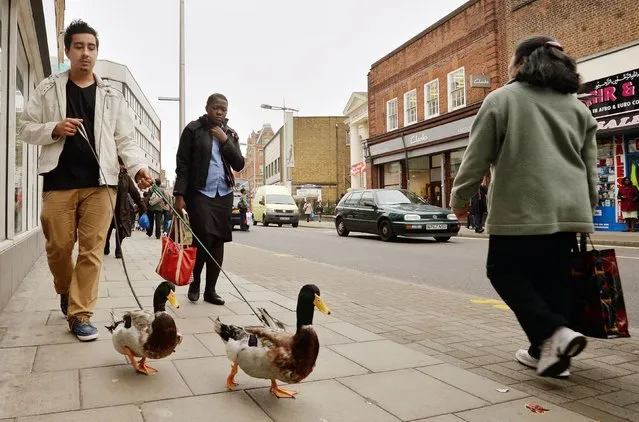 Marwan Elboury takes his three year old pet Rouen French ducks, Donald and Daffy for a walk along Rye Lane in south London on April 25, 2014. Marwin, 20, works at The Garden Centre Aquatics in Peckham, London. (Photo by John Stillwell/PA Wire)