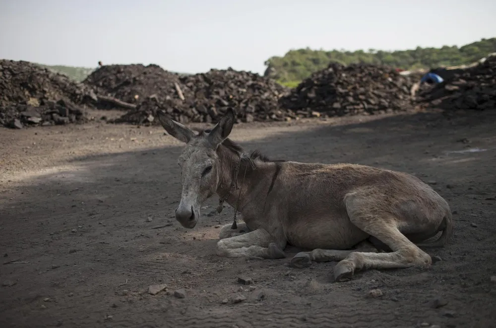 Coal Donkeys: Pakistan's Hard-working Beasts