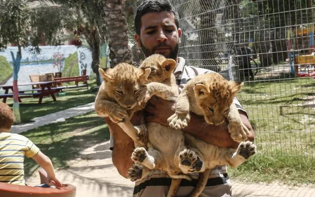 A Palestinian employee lifts three recently born cubs at a zoo in Rafah in the southern Gaza Strip on September 8, 2019. The Rafah Zoo in the southern Gaza Strip was known for its emaciated animals, with the owners saying they struggled to find enough money to feed them. In April, international animal rights charity Four Paws took all the animals to sanctuaries, receiving a pledge the zoo would close forever. But last month it reopened with two lions and three new cubs, penned in cages only a few square metres in size. (Photo by Said Khatib/AFP Photo)