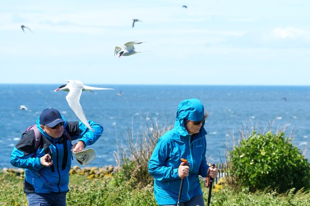 Tourists run the gauntlet on the Farne Islands in Northumberland on July 16, 2024, as they are dive-bombed by terns. (Photo by Animal News Agency)