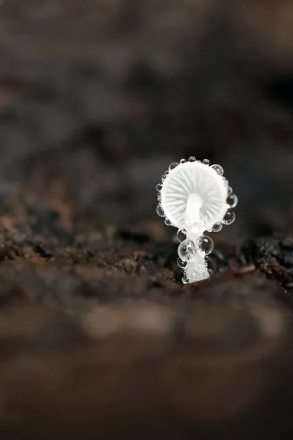 The Art of Ecology category student winner: Teeny tiny world by Sanne Govaert (Ghent University), taken in Belgium. “This tiny mushroom, a Mycena spp, was growing inside a rotten tree trunk. Due to the microclimatic conditions inside the trunk, condensation had formed on the Mycena. Mycenas feed on dead wood and litter, so I could move the mushroom attached to the bark so I could easily photograph it”. (Photo by Sanne Govaert/2019 British Ecological Society Photography Competition)