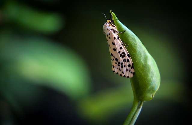 A moth rests on the leaf at a garden in Kathmandu, Nepal on December 24, 2021. (Photo by Sunil Sharma/ZUMA Press Wire/Rex Features/Shutterstock)