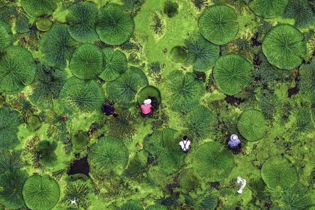 This photo shows an aerial view of farmers harvesting gorgon fruit in a pond in Taizhou, in eastern China's Jiangsu province on August 6, 2024. (Photo by AFP Photo/China Stringer Network)